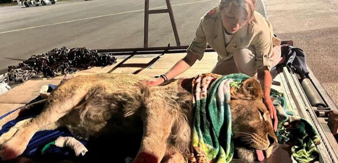 Die Tiere wurden vor dem Flug betäubt.
