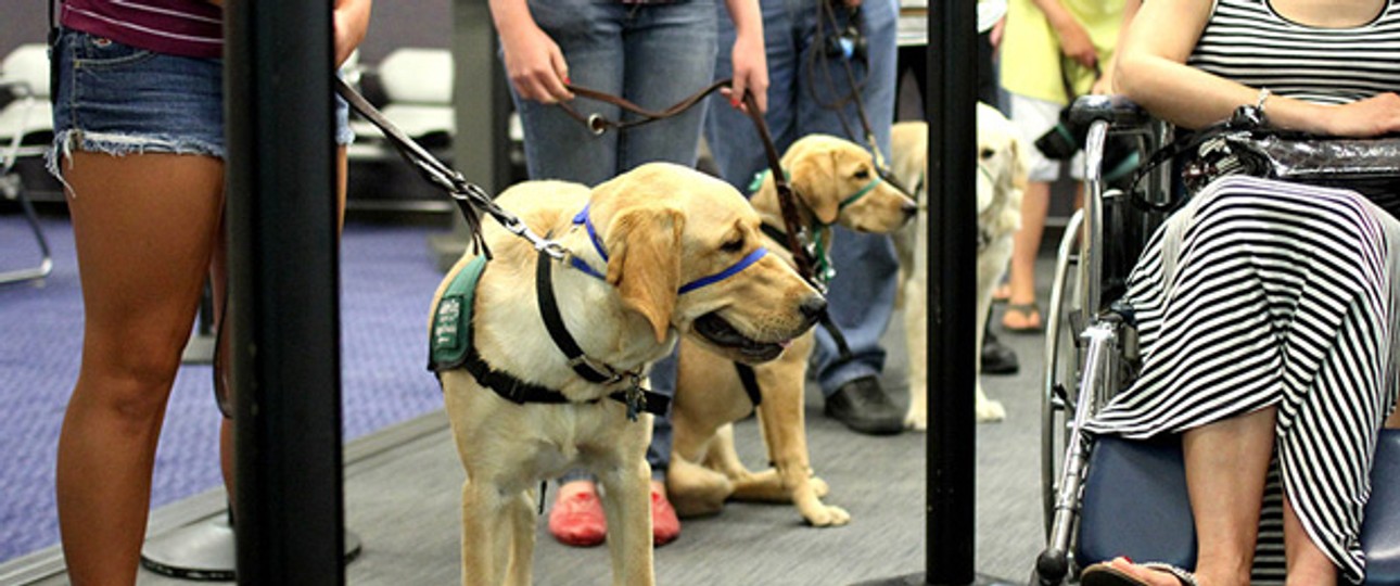 Hunde im Kurs: Reale Bedingungen.