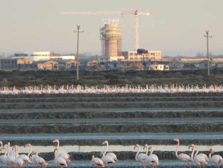 Flamingos, Flughafen-Baustelle in Vlora: Das Projekt verzögert sich weiter.