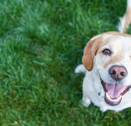 Fido: Er darf im Flughafen an den Hydranten pinkeln.