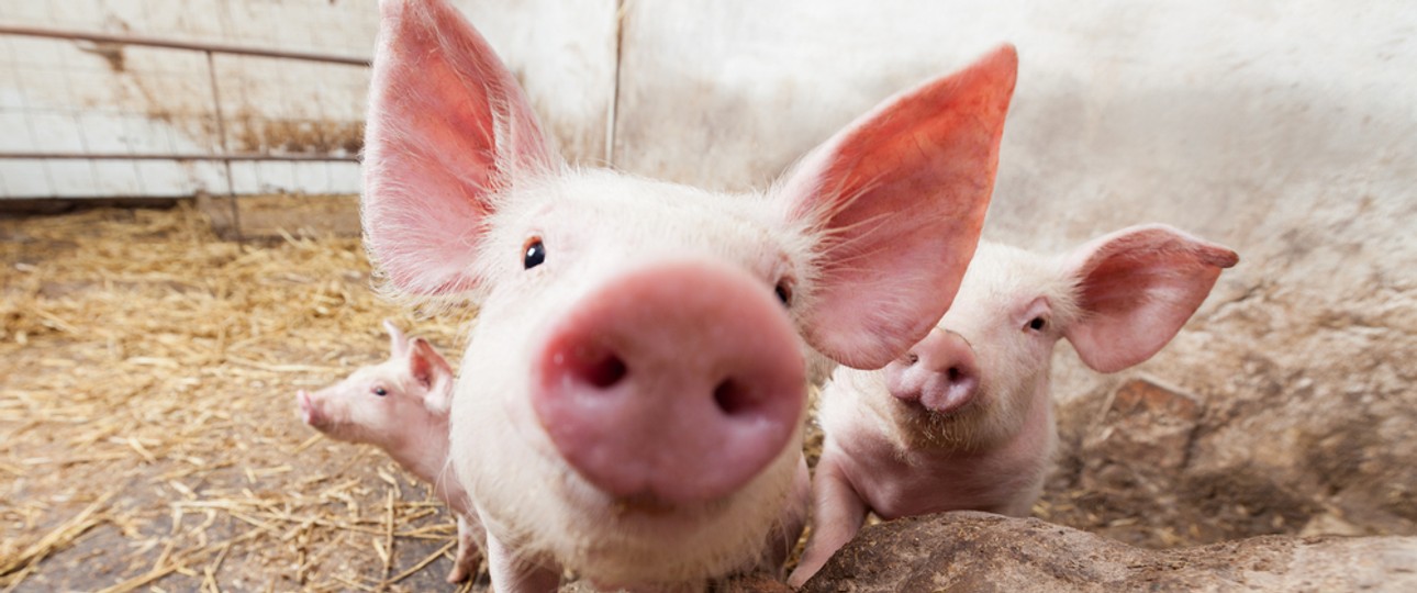 Schweinehaltung: Die Seuche rafft Tiere schnell dahin.