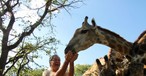 So nah kommt man Giraffen sonst nie wie im  Royal Livingstone