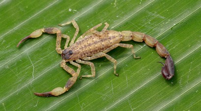 gelber mittelmeerskorpion