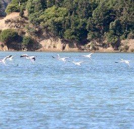 Flamingos nahe Vlora: Umweltschützer sind besorgt.
