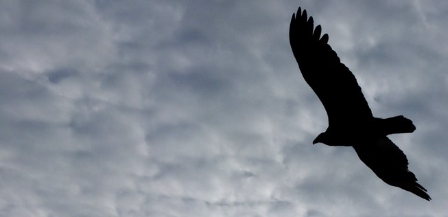 Vogel am Himmel: Nicht nur in Südamerika für Flugzeuge gefährlich.