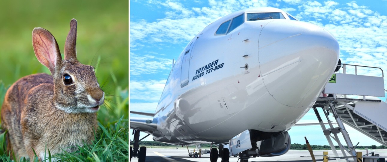 Kaninchen und Flieger von ETF Airways: Sorgen für Ärger in Bremen.