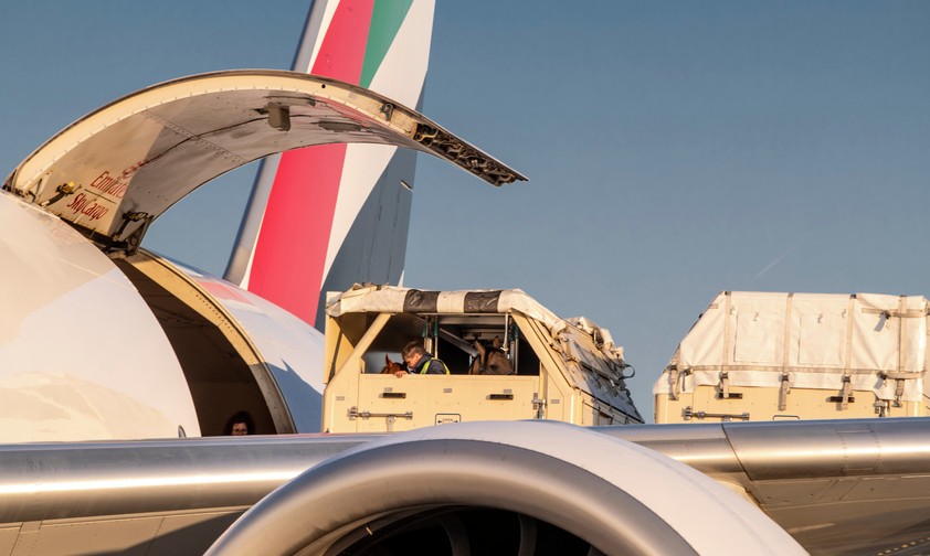 Platz 4: der Nahe und Mittlere Osten mit 13,5 Prozent. Im Bild: Pferde werden in eine Boeing 777 F von Emirates Sky Cargo verladen.