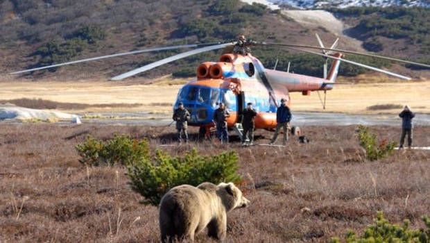 Ein Bär nähert sich einem Helikopter – in der Hoffnung auf ein paar Tropfen Kerosin.