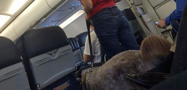 Der fehlbare Hund: Dringendes Bedürfnis.