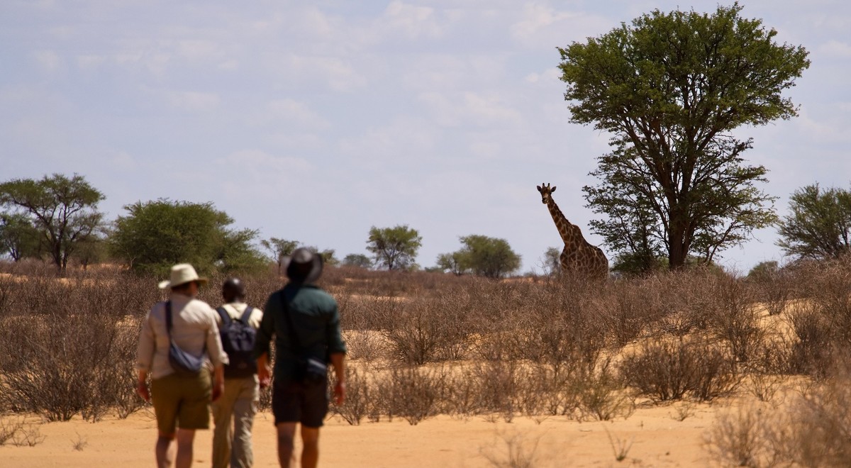Beim Transkalahari Walk begeegnet man Giraffen zu Fuss