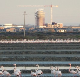 Flamingos, Flughafen-Baustelle in Vlora: Das Projekt verzögert sich weiter.