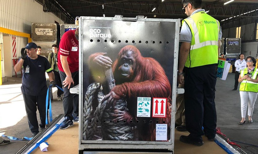 Transportbox für Urang-Utan-Dame Sandra: Elf Stunden Flug gut überstanden.