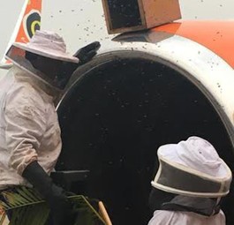 Imker bei der Arbeit: Die Bienen wurden sicher entfernt.
