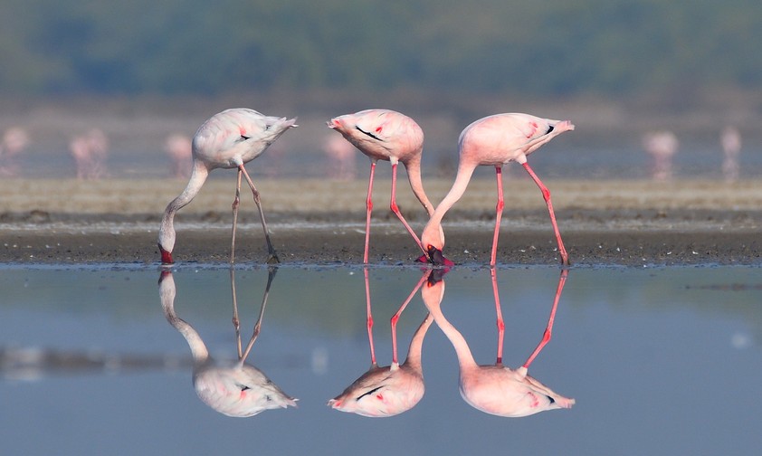 Flamingos in Indien: Experten warnen vor einem Problem mit Vogelschlag an Mumbais neuem Airport.