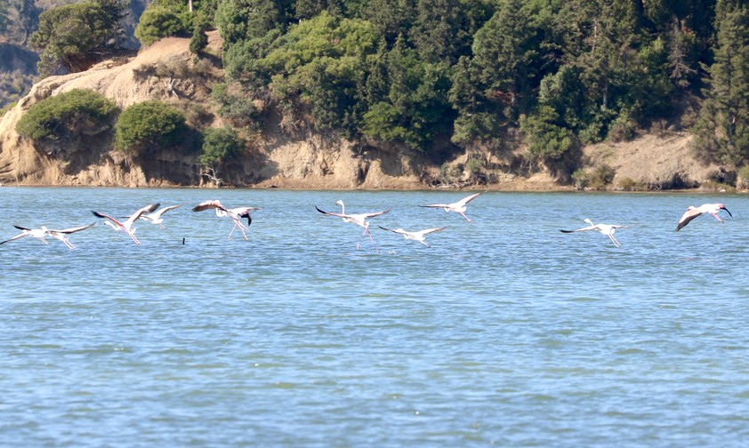 Flamingos nahe Vlora: Umweltschützer sind besorgt.