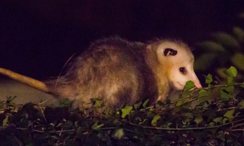 Opossum: Jetblue gewährt in den Richtlinien nur Hunden und Katzen den Mitflug in der Kabine.