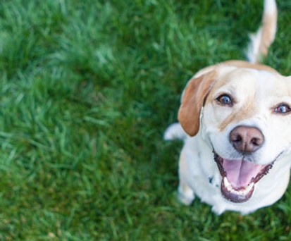 Fido: Er darf im Flughafen an den Hydranten pinkeln.