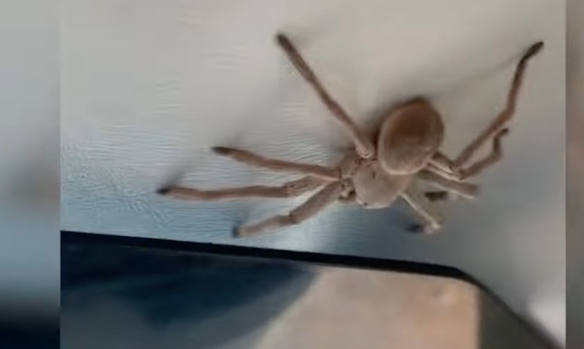 Mögen Sie Spinnen im Flugzeug?