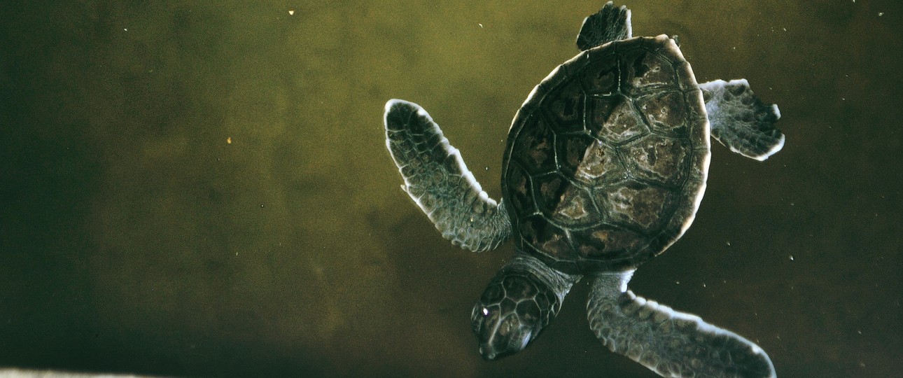 Small turtle: According to the Dutch authorities, there was too little space for the animals on board.