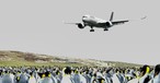 Airbus A350 von Lufthansa, Pinguine auf Falkland (Montage): Tiere sieht die Lufthansa-Crew höchstens bei der Landung.