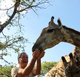 So nah kommt man Giraffen sonst nie wie im  Royal Livingstone