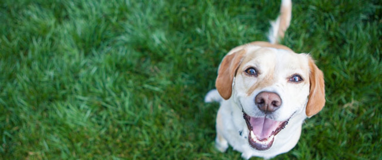 Fido: Er darf im Flughafen an den Hydranten pinkeln.