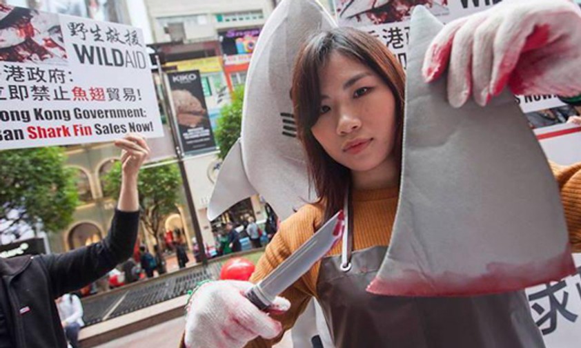 Tierschützer protestieren gegen die Verwendung von Haiflossen: Der Fischfang ist nicht nachhaltig.