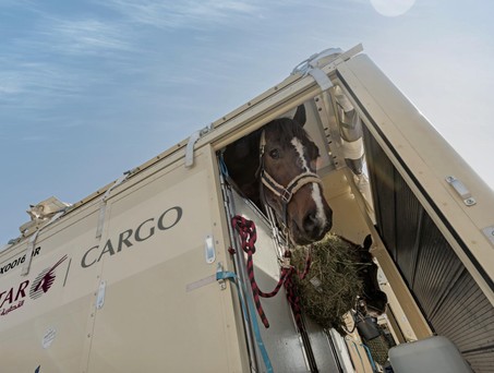 Pferd im Container: Der Transport der Tiere ist aufwendig. 