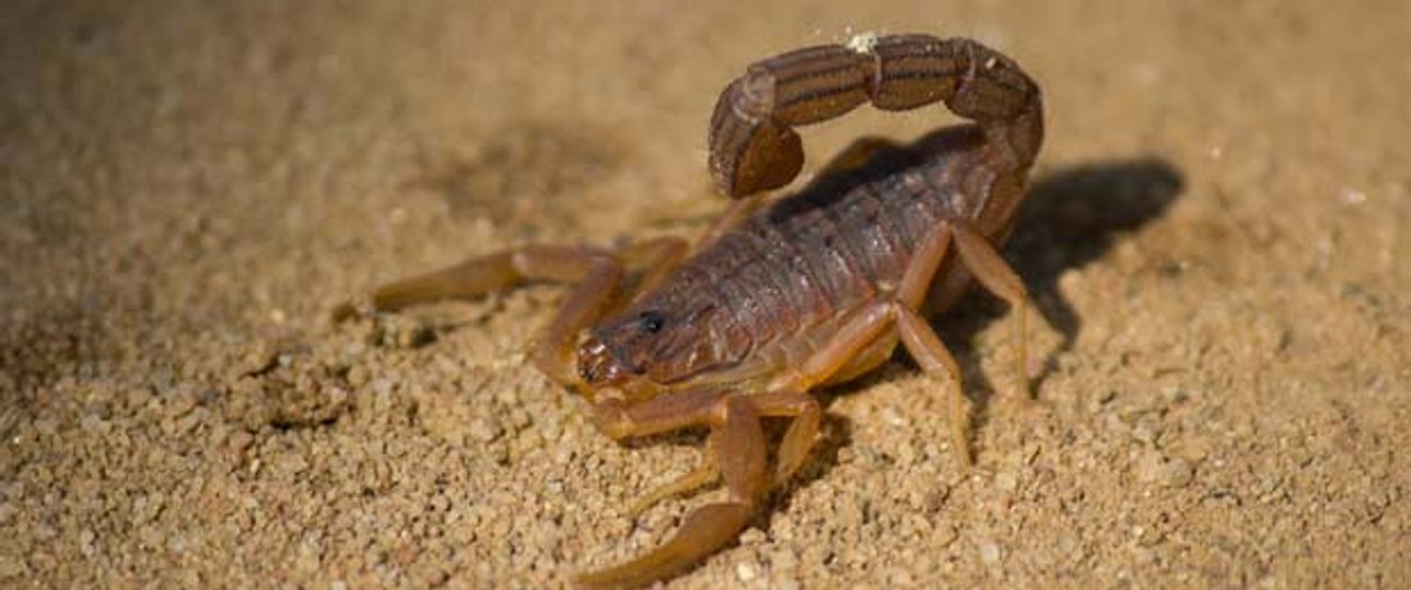 Skorpion: Ein Exemplar des Spinnentieres reiste an Bord mit.