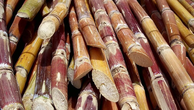 Zuckerrohr: In Brasilien prüft man, ob daraus Flugtreibstoff werden kann.
