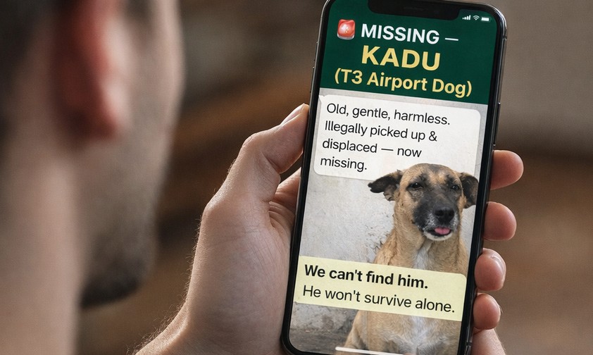In Dehli wird ein Straßenhund vermisst: Das ist einer von zahlreichen Tweets. 