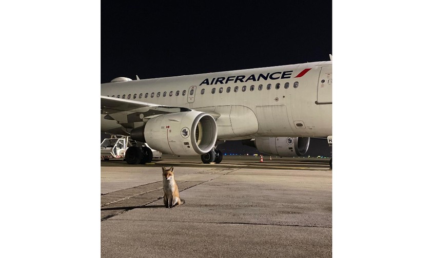 Der zutrauliche Fuchs von Orly