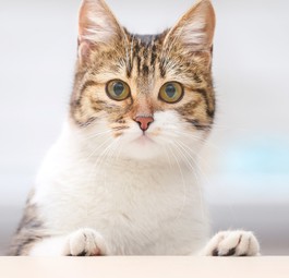 Katze im Cockpit zwingt Pilot zur Umkehr