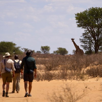 Beim Transkalahari Walk begeegnet man Giraffen zu Fuss