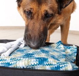 Spürhund am Flughafen: Die Bomben sollen im Gepäck versteckt werden.
