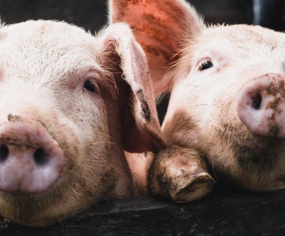 Schweine: Sollen Vögel in Amsterdam abschrecken.