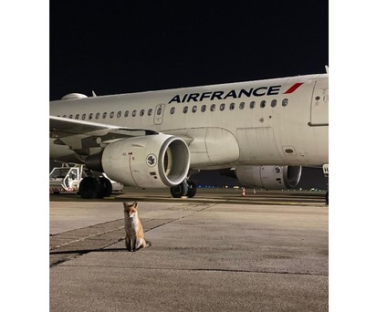 Der zutrauliche Fuchs von Orly