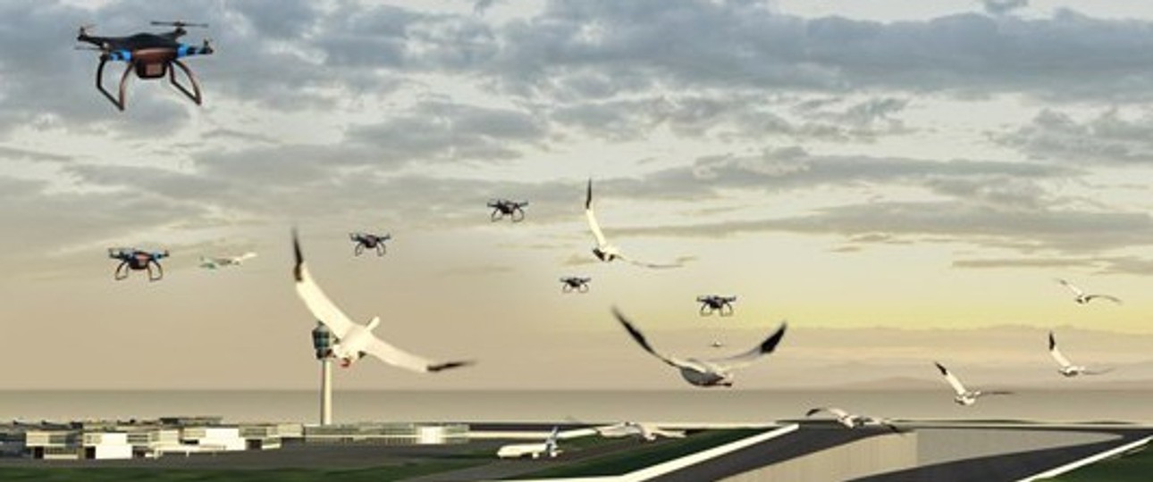 Drohnen am Flughafen: Sie sollen helfen, Vogelschlag zu verhindern.