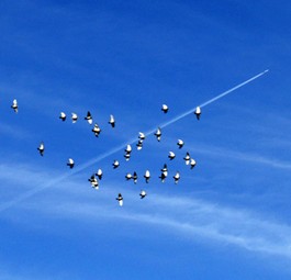 Vogelschwarm: Die Airbus-Flieger sollen Vögel akustisch und visuell abschrecken.