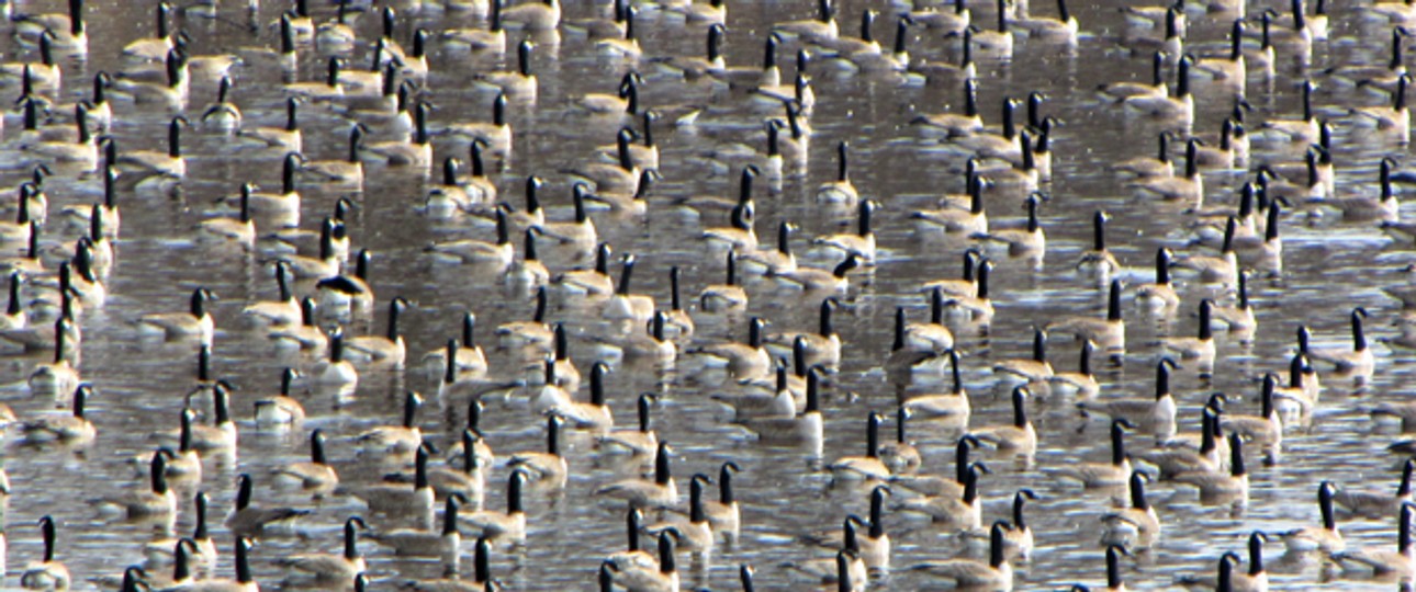 Canada geese: Die Stadt New York will sie los werden.