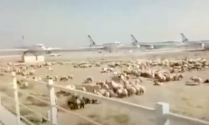 Schafe stürmen Flughafen Teheran