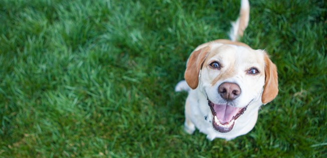 Fido: Er darf im Flughafen an den Hydranten pinkeln.