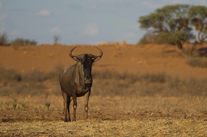 Gnus kommen mitunter richtig nah ran