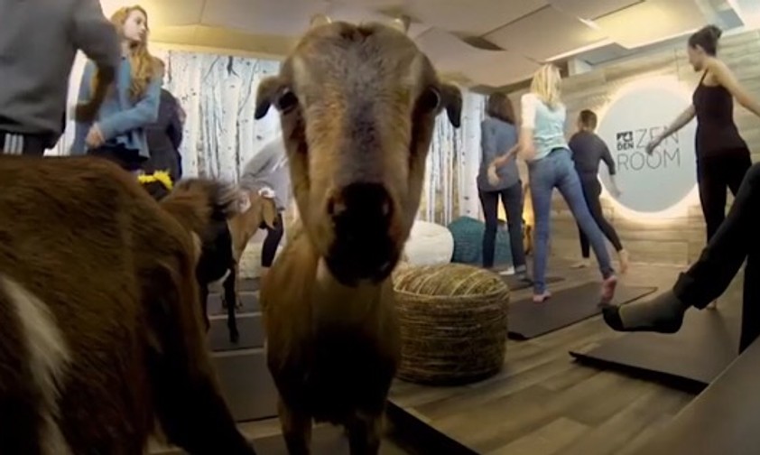 Vor dem Abflug schnell mit Ziegen Yoga machen