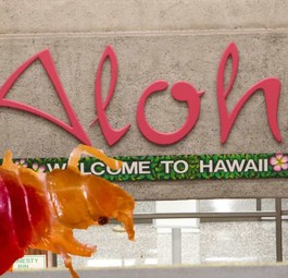 Der Flughafen von Honolulu: Er hat ein Bettwanzen-Problem.