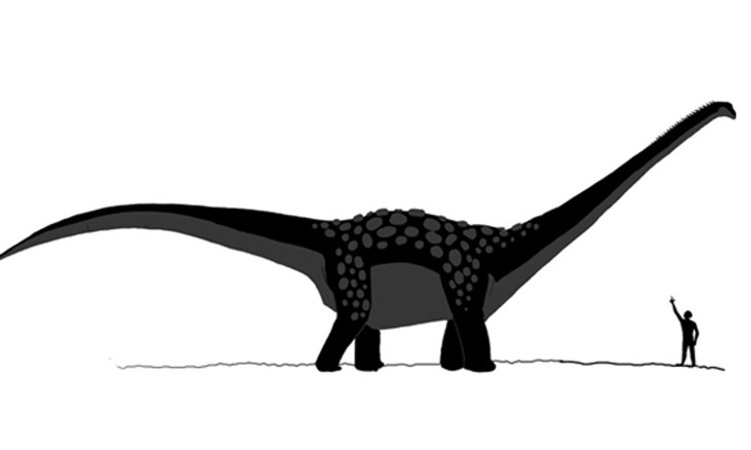 Der Antarctosaurus  giganteus soll bis zu 33 Meter groß geworden sein. Genaues weiß man nicht - bislang wurden nur Fragmente des Skeletts dieses Dinosauriers gefunden. Er soll bis zu 69 Tonnen gewogen haben.