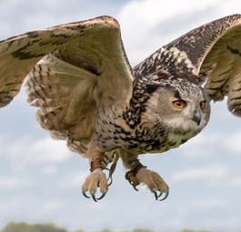 Eule im Flug: Von ihr kann die Flugzeugtechnik viel lernen.