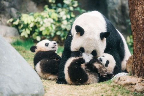 Pandas im Hong Kong Ocean Park