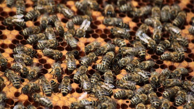 Bei den Bienen auf einem russischen Flug von Yakutia Airlines 2011 weiß man zumindest: Ein Flughafenmitarbeiter hatte einem Passagier zwei Pappschachteln mitgegeben. Aus diesen entflohen dann Bienen in die Kabine und verursachten Panik.