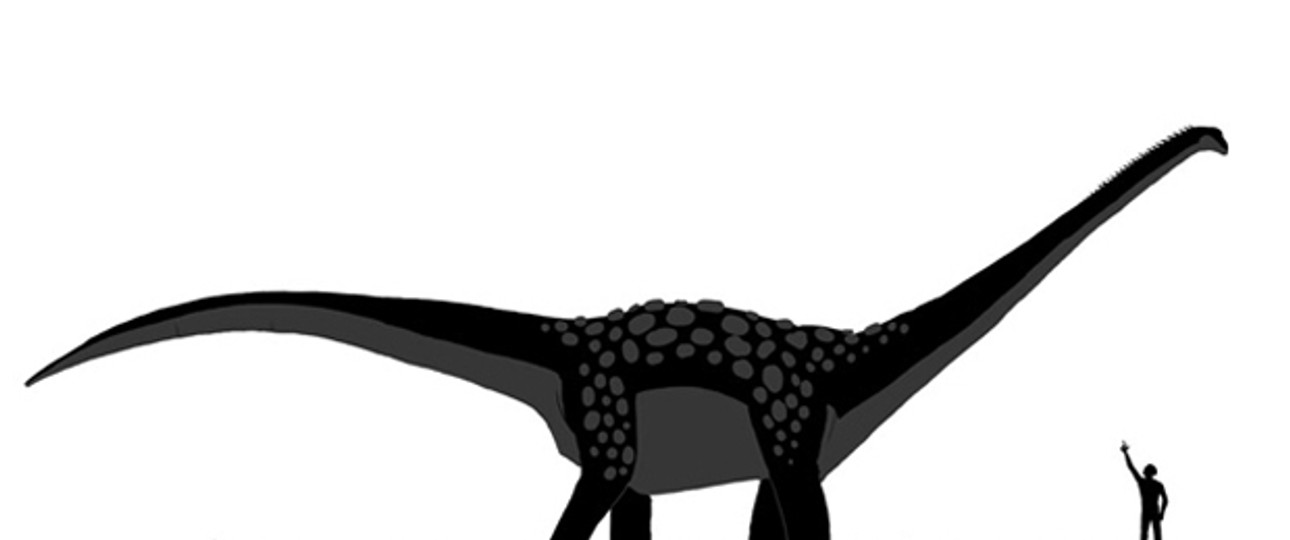 Der Antarctosaurus  giganteus soll bis zu 33 Meter groß geworden sein. Genaues weiß man nicht - bislang wurden nur Fragmente des Skeletts dieses Dinosauriers gefunden. Er soll bis zu 69 Tonnen gewogen haben.